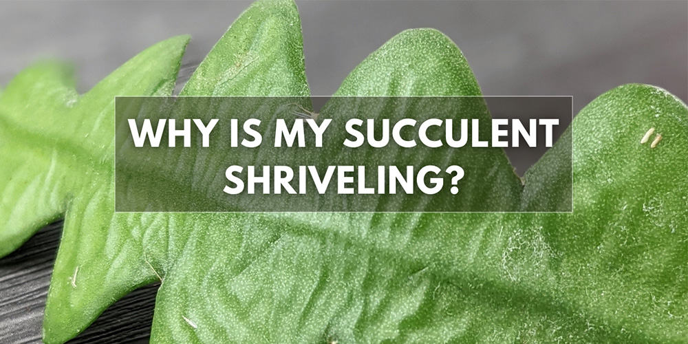 why-are-my-succulent-leaves-shriveling-ourhouseplants