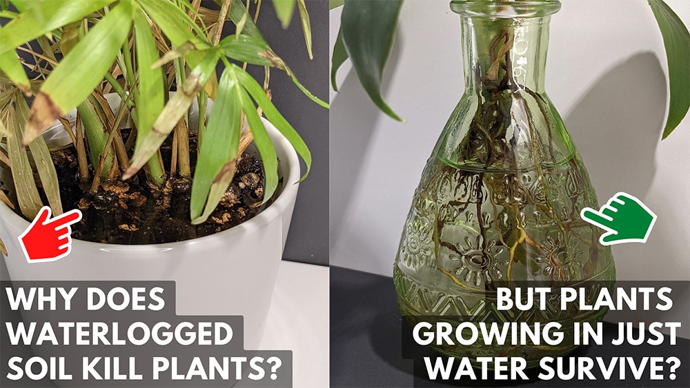 Why Do Plants Die In Waterlogged Soil - PELAJARAN