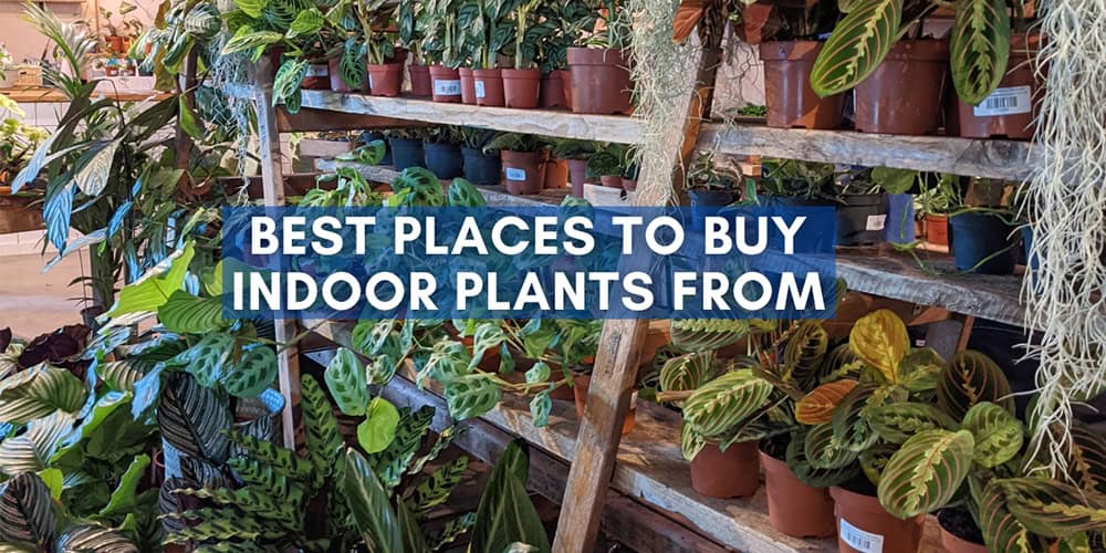 Where can you buy Houseplants? | Our House Plants