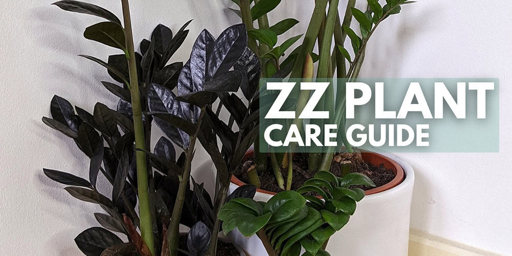 ZZ Plant (Zamioculcas Zamiifolia): Care Guide - OurHouseplants